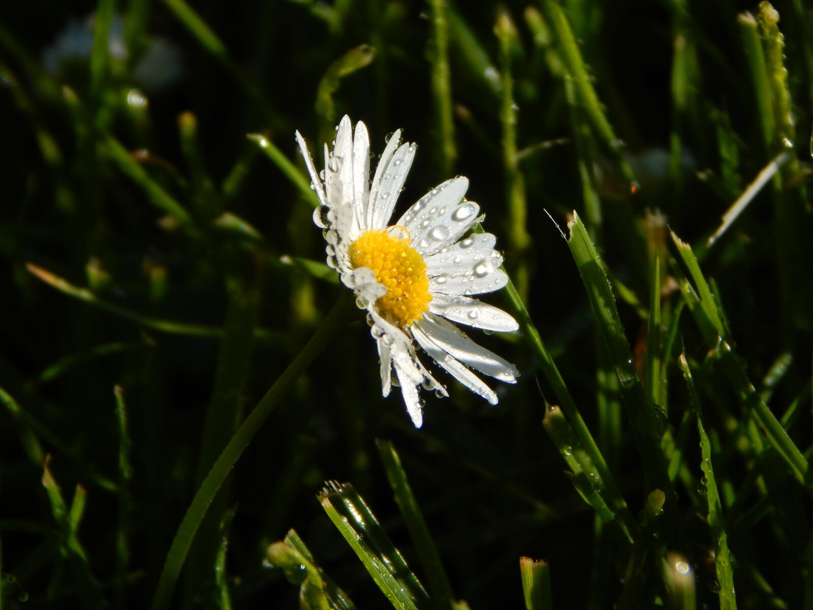 Nikon Coolpix L830 sample photo. Daisy, meadow, summer photography