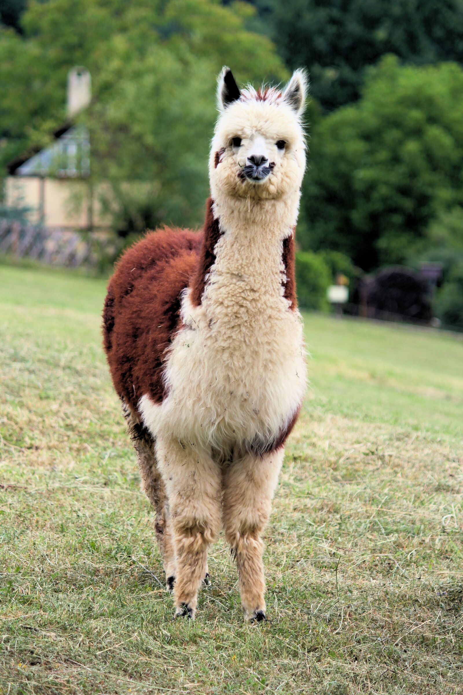 Canon EOS 550D (EOS Rebel T2i / EOS Kiss X4) sample photo. Lama, alpaca, animal photography