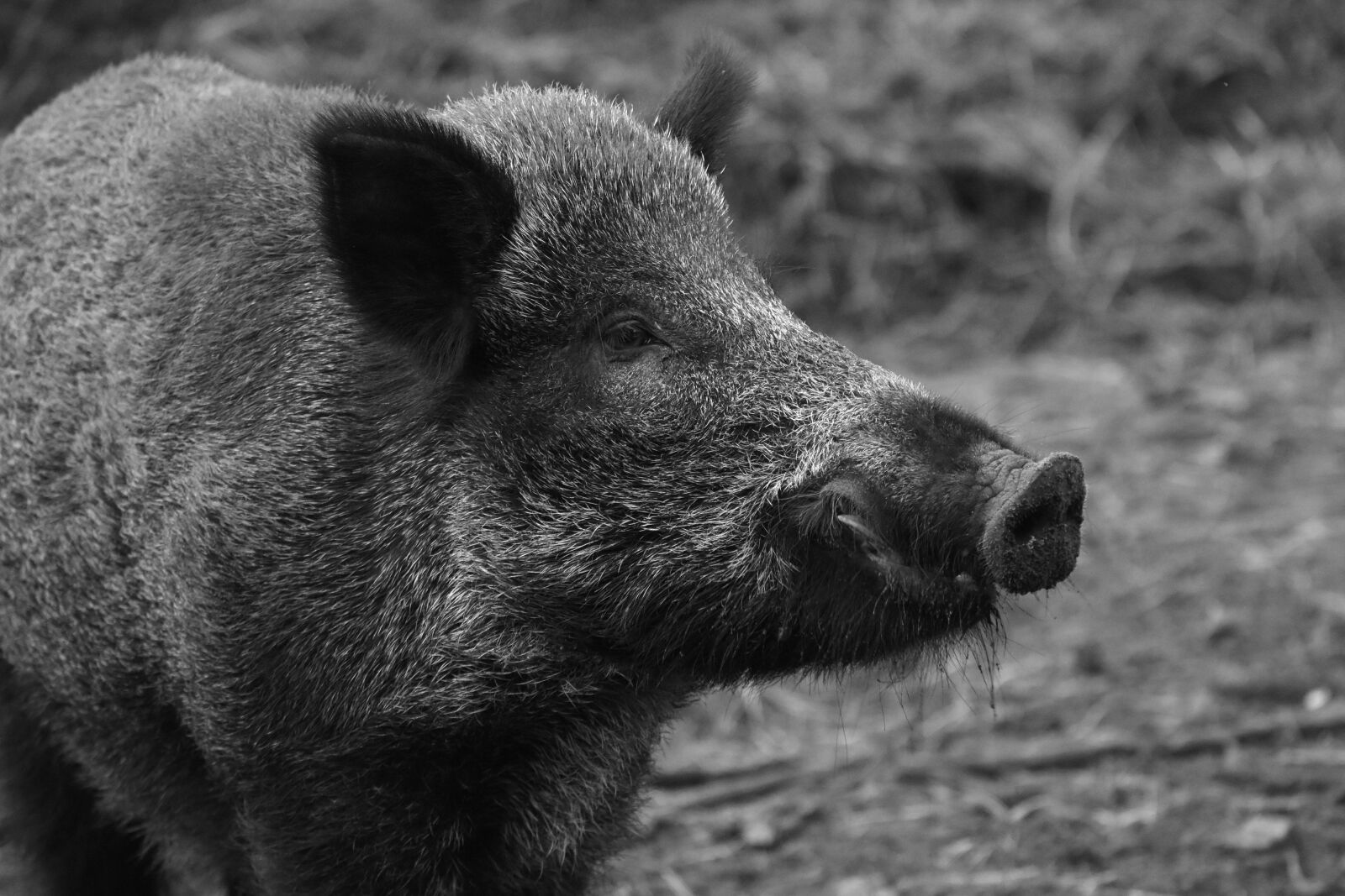 Nikon D7200 sample photo. Wild boar, animal, nature photography