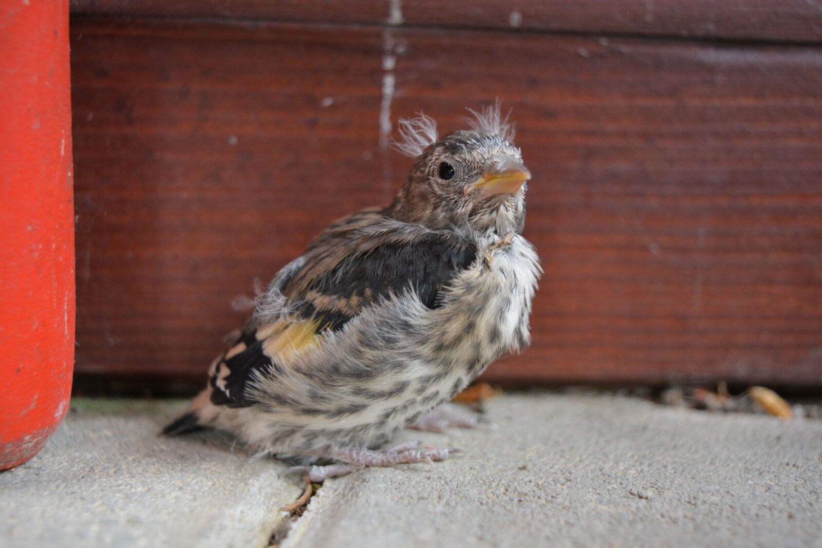 Nikon D5200 sample photo. Bird, stehlík, baby photography