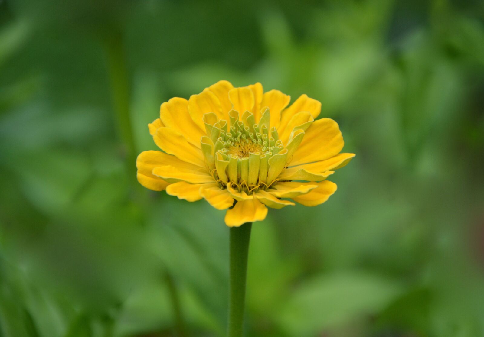 Nikon D5200 sample photo. Flower, yellow flowers, bouquet photography