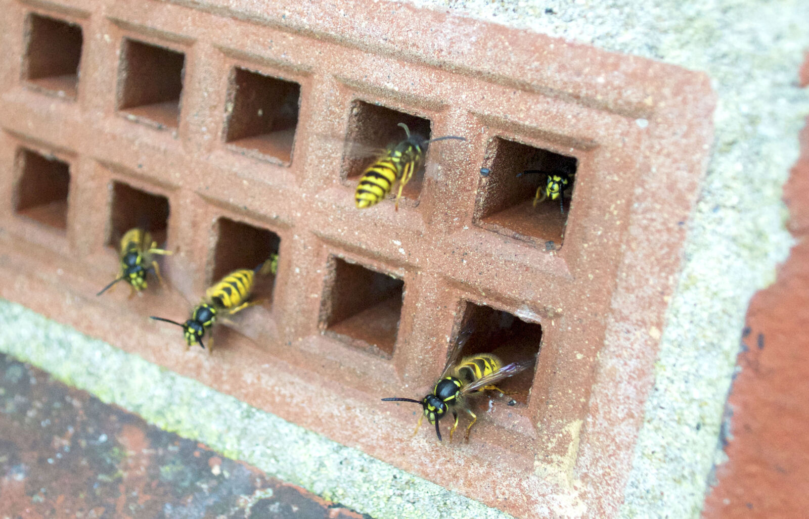 Nikon D3200 sample photo. Wasp, wasps photography