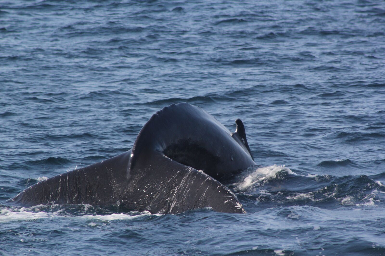 Canon EOS 550D (EOS Rebel T2i / EOS Kiss X4) sample photo. Whale tail, fluke shot photography