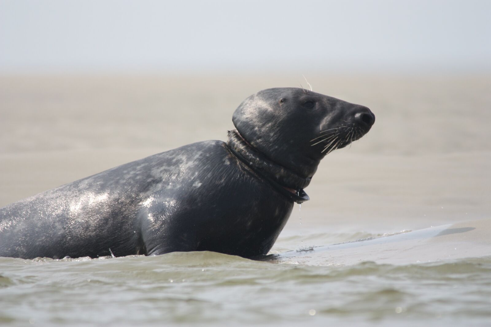 Canon EOS 450D (EOS Rebel XSi / EOS Kiss X2) sample photo. Grey seal, waste, seal photography