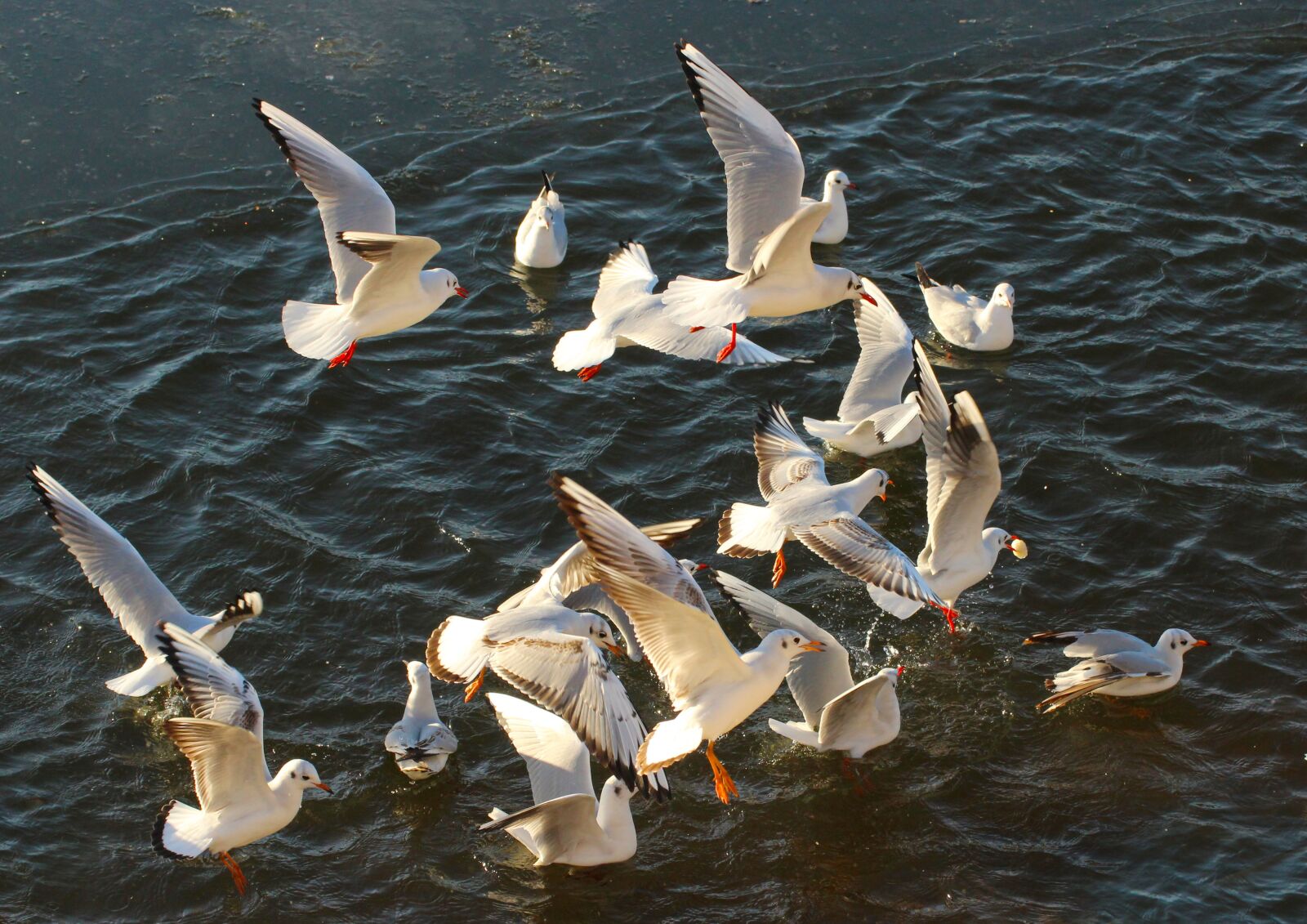 Canon EOS 600D (Rebel EOS T3i / EOS Kiss X5) sample photo. Nature, animals, birds photography