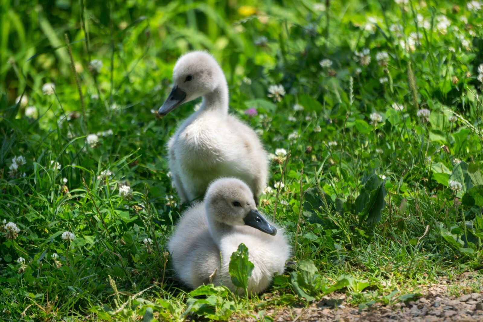 Sony E 55-210mm F4.5-6.3 OSS sample photo. Animals, birds, swans photography