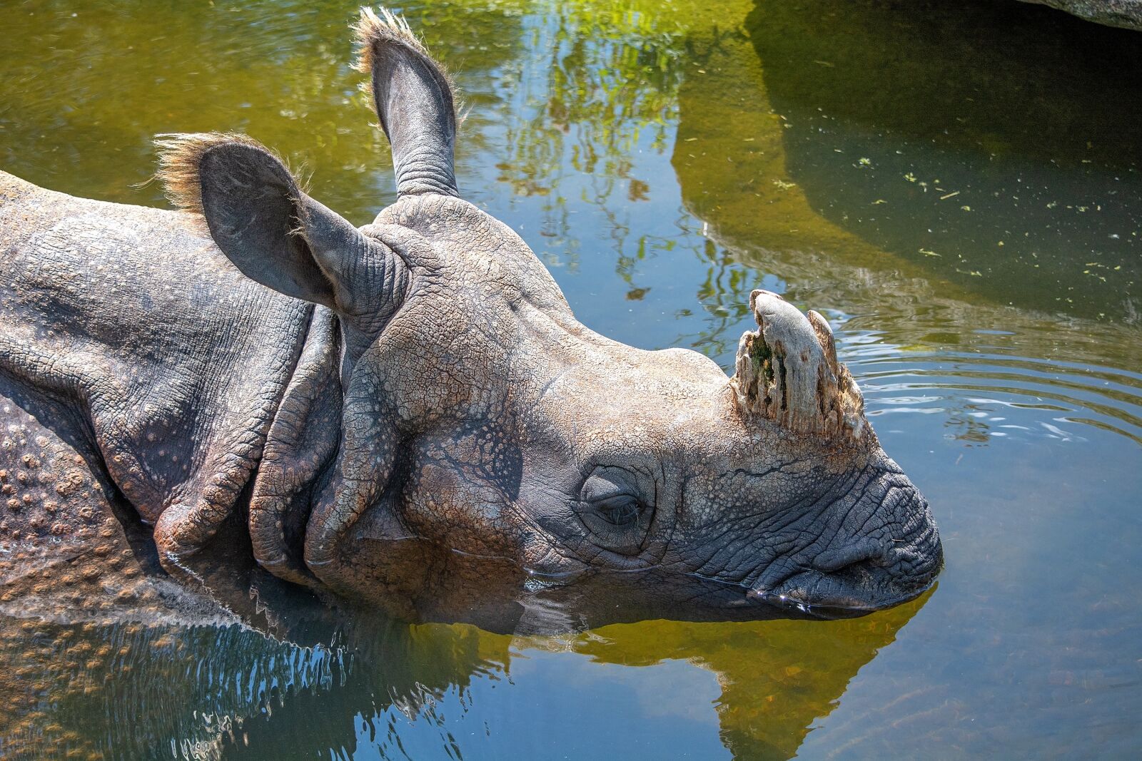 Nikon D7100 sample photo. Rhino, water, animal photography