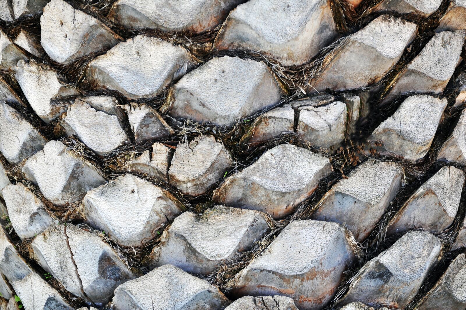 Nikon D5000 sample photo. Log, structure, palm photography