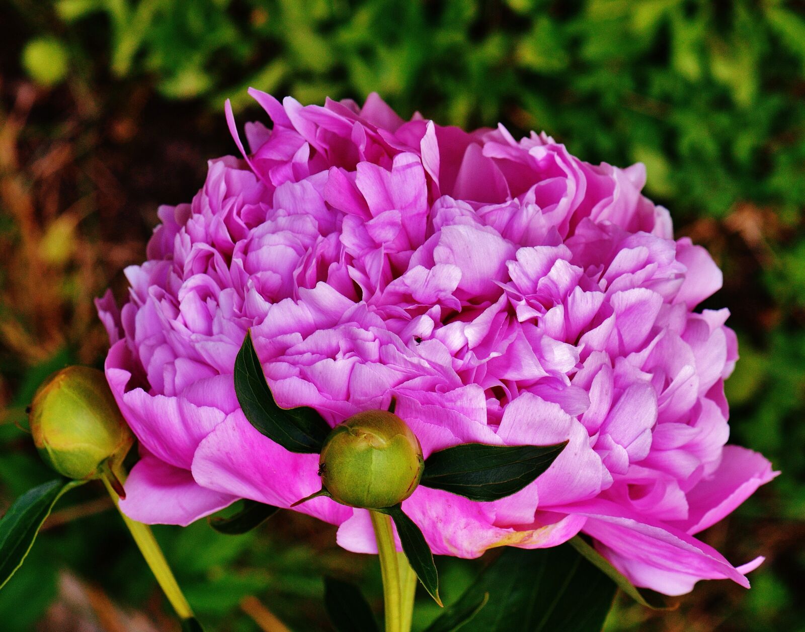 Nikon D3200 sample photo. Peony, flower, pink photography