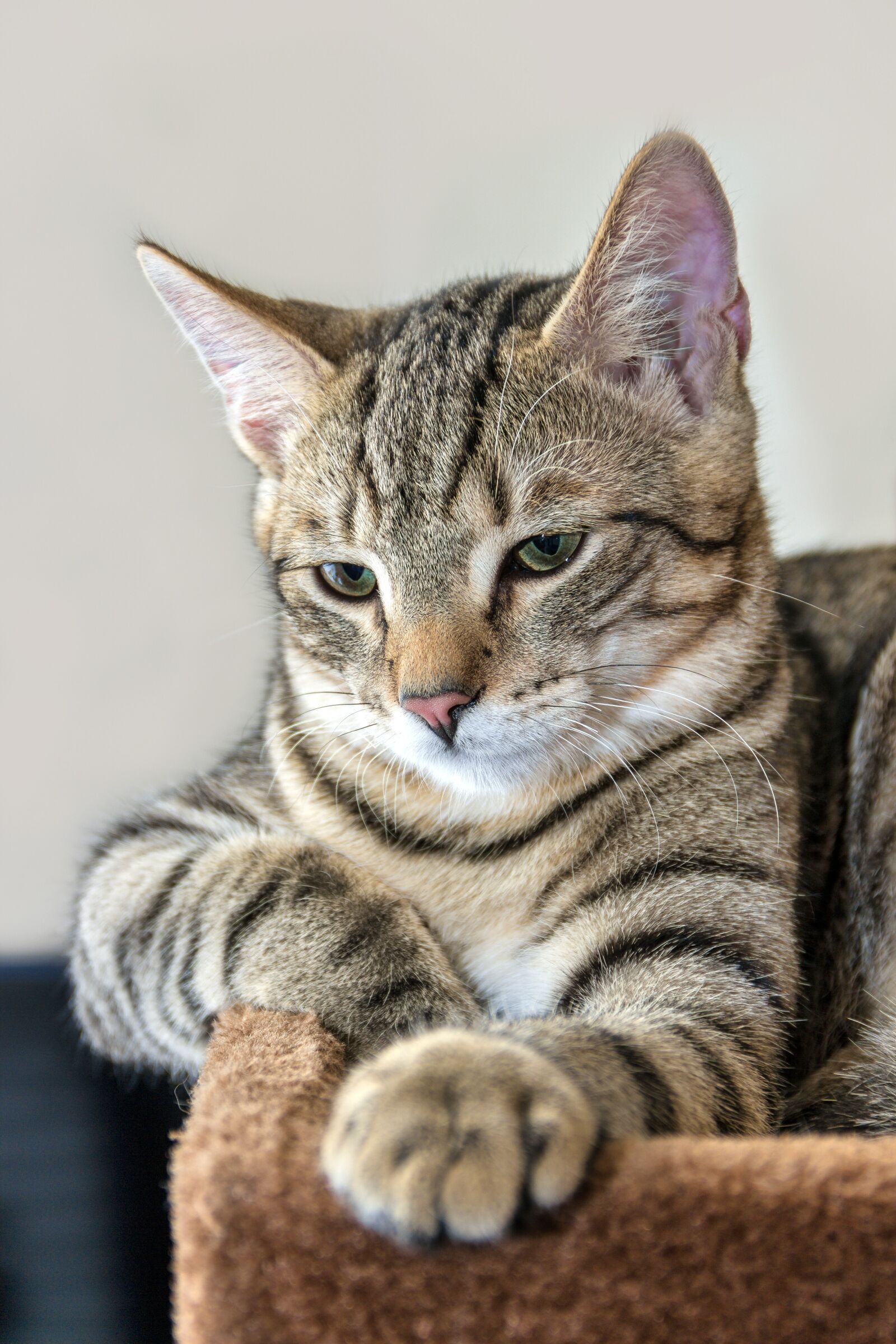 Canon EF-S 18-135mm F3.5-5.6 IS sample photo. Cat, mackerel, lying photography