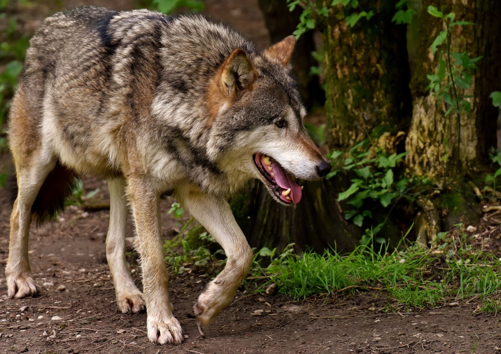 Nikon D7200 sample photo. Wolf, wild animal, animal photography