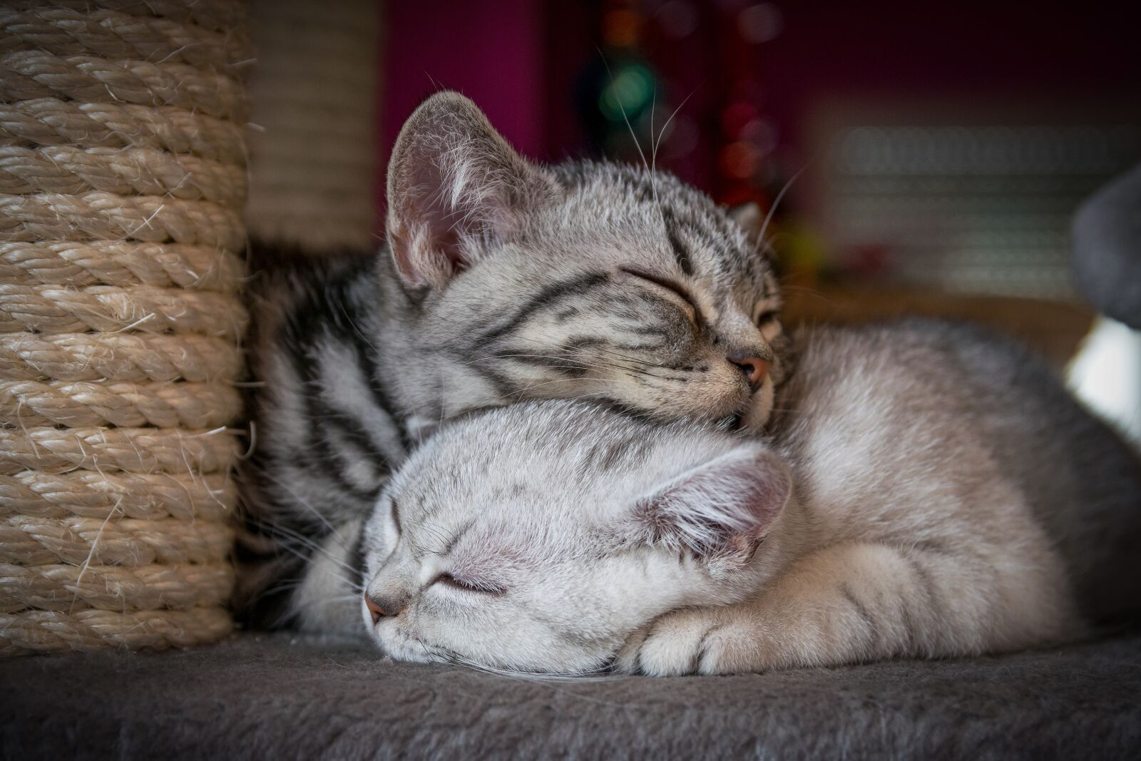 Nikon D5300 sample photo. Kitten, cat, sweet photography