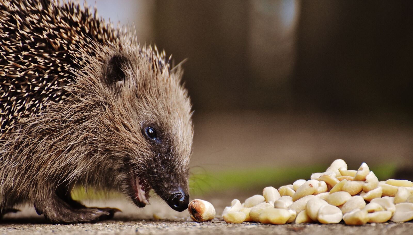 Nikon D7200 sample photo. Hedgehog child, young hedgehog photography