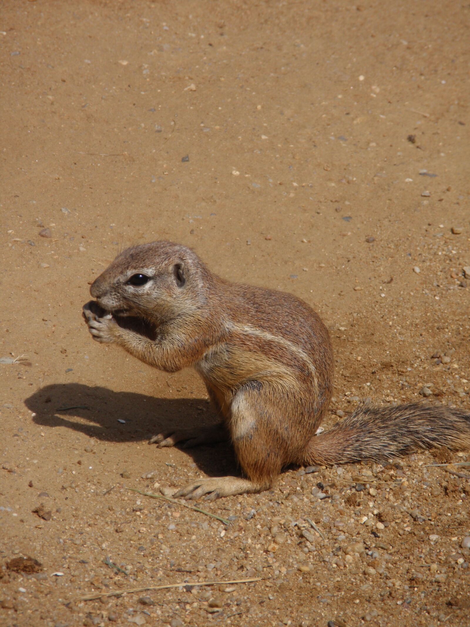 Olympus u1010,S1010 sample photo. Zoo, animals, the zoological photography