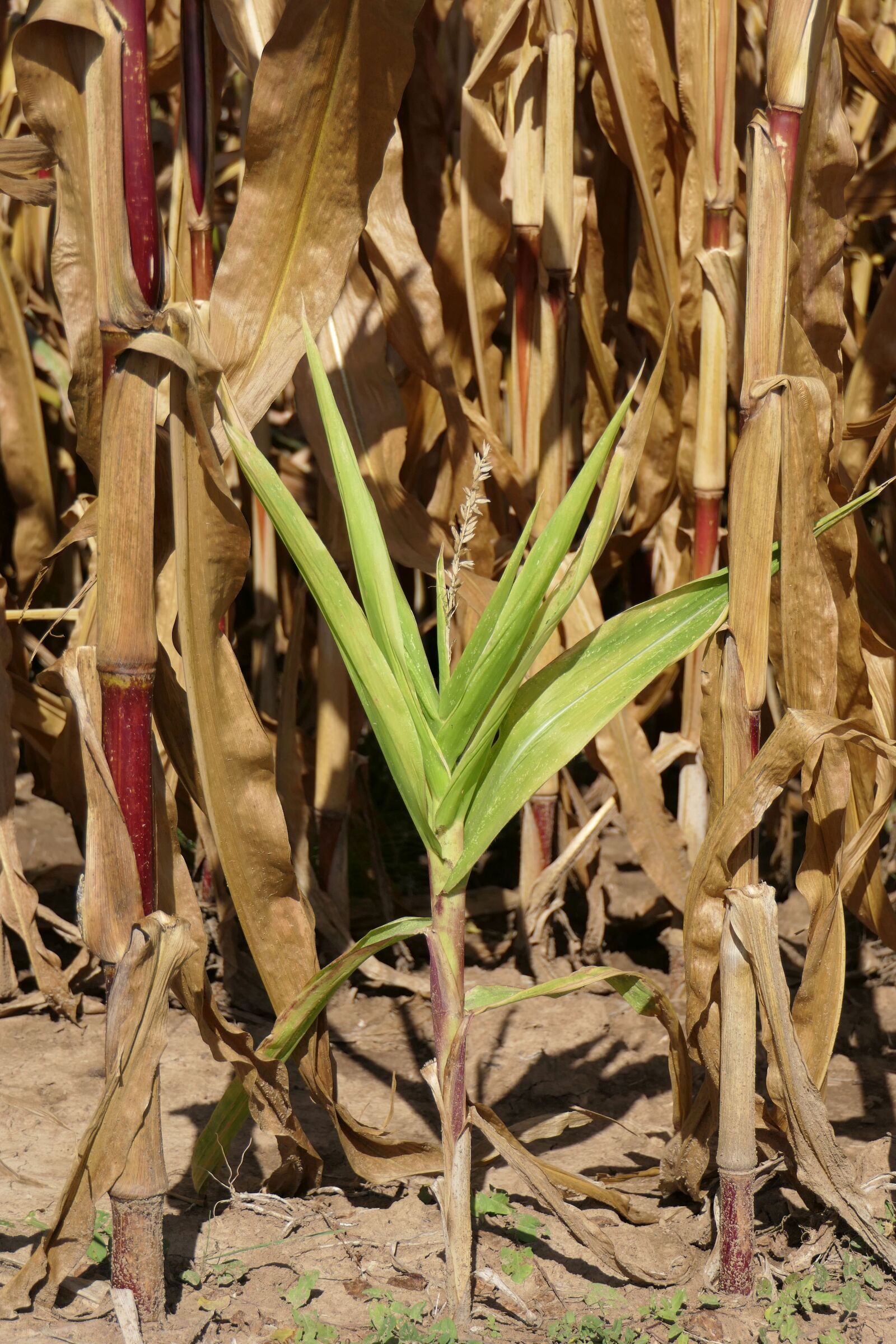 Panasonic Lumix DMC-FZ2500 (Lumix DMC-FZ2000) sample photo. Corn plant, corn leaves photography