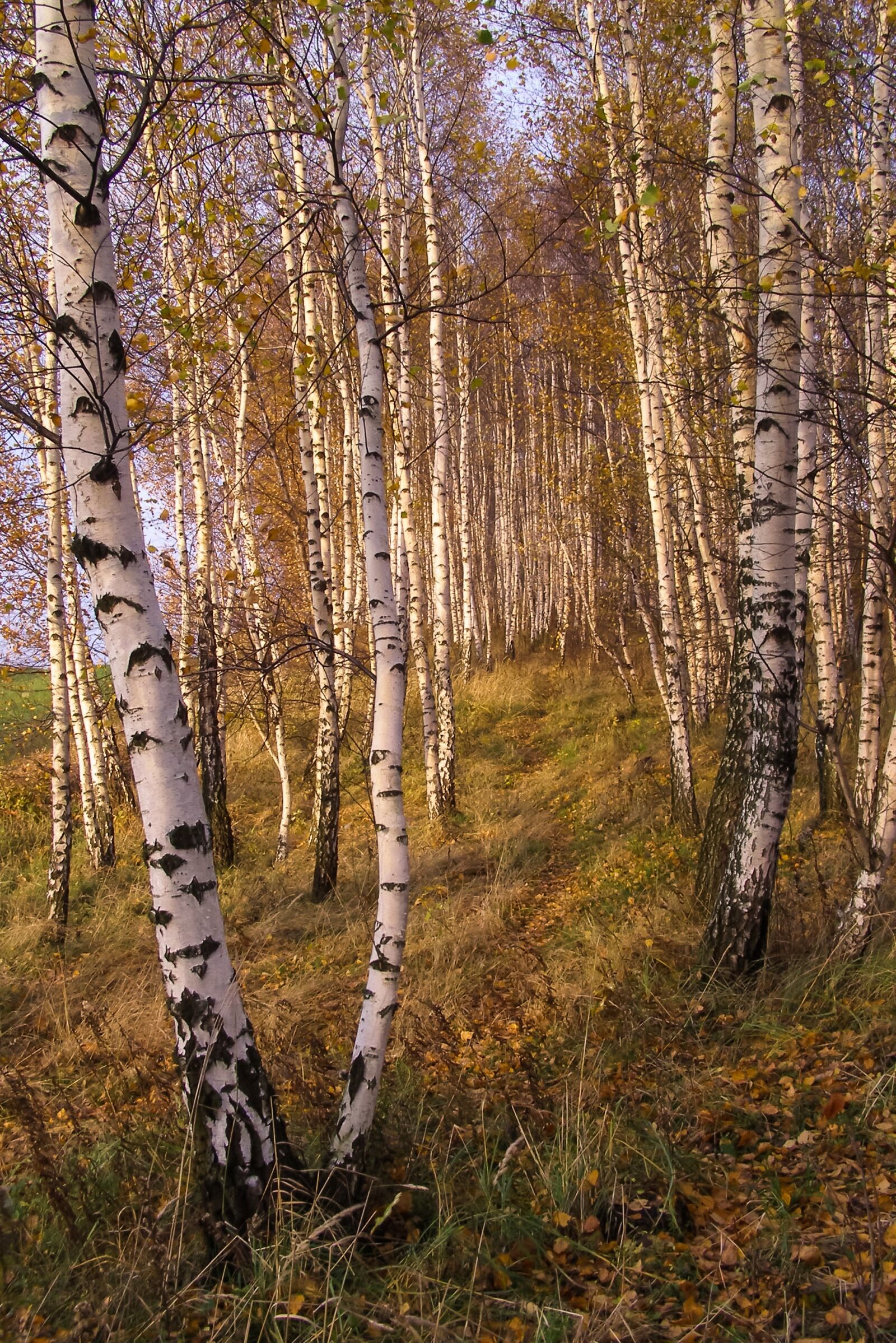 Olympus SP500UZ sample photo. Birch, forest, the path photography
