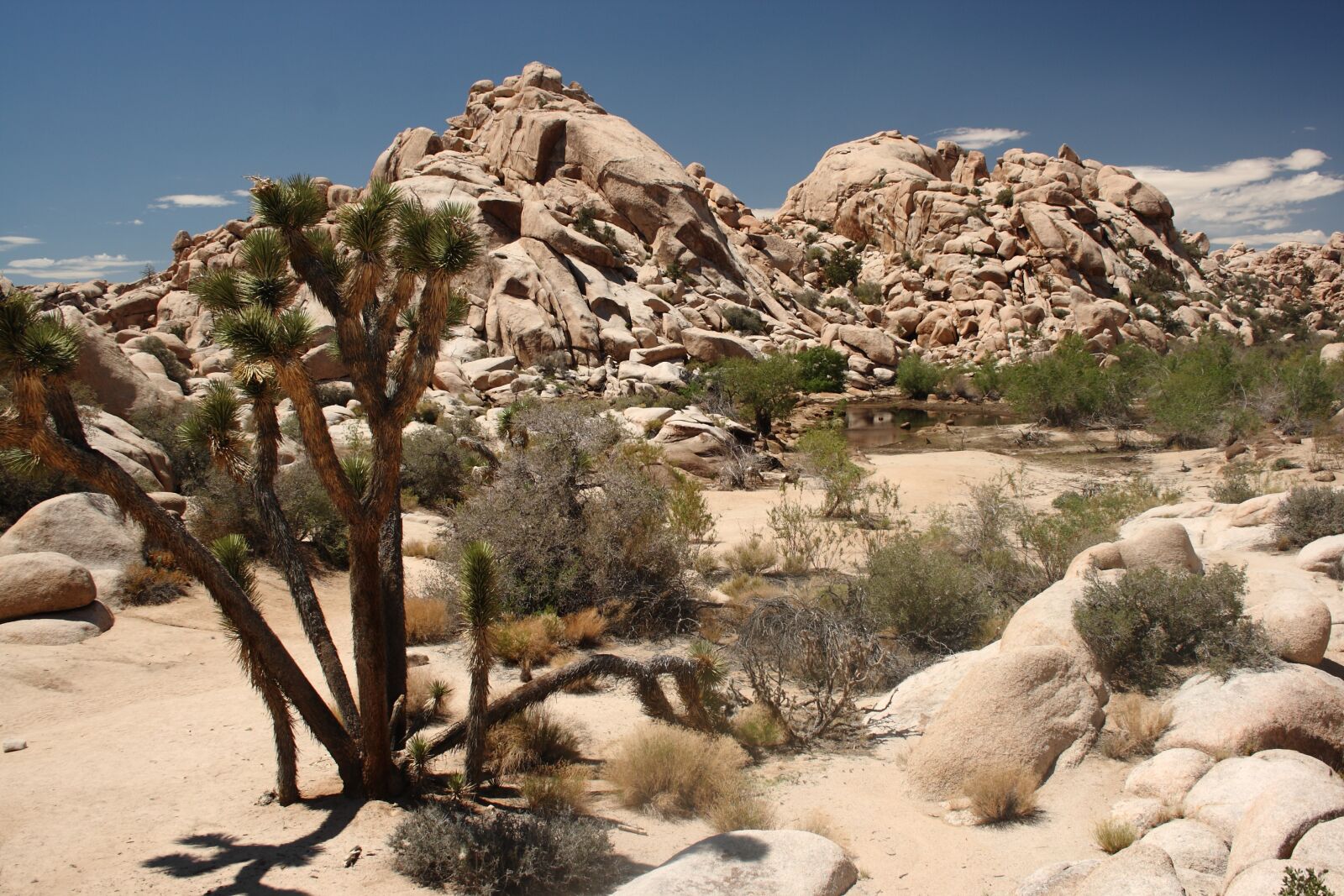 Canon EOS 400D (EOS Digital Rebel XTi / EOS Kiss Digital X) sample photo. Joshua tree, national park photography