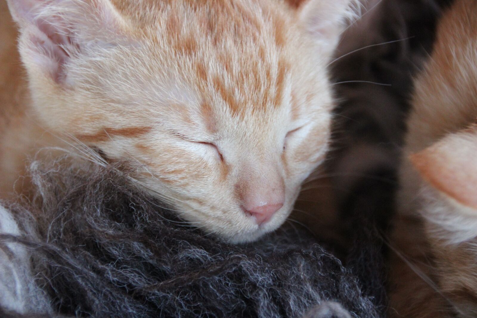Canon EOS 600D (Rebel EOS T3i / EOS Kiss X5) sample photo. Cat, red, face photography