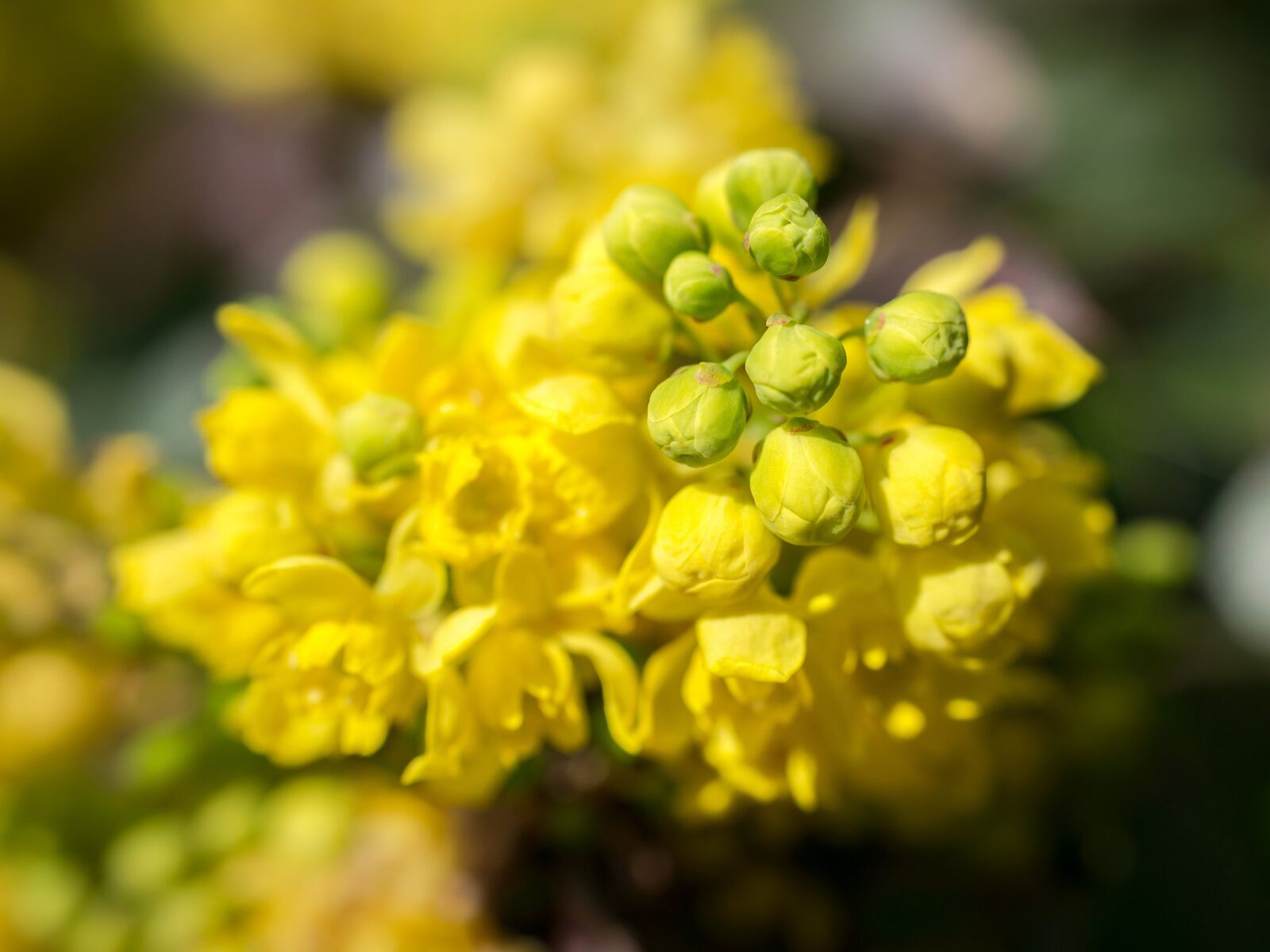 Samsung NX300M sample photo. Barberry, barberry flower, bud photography
