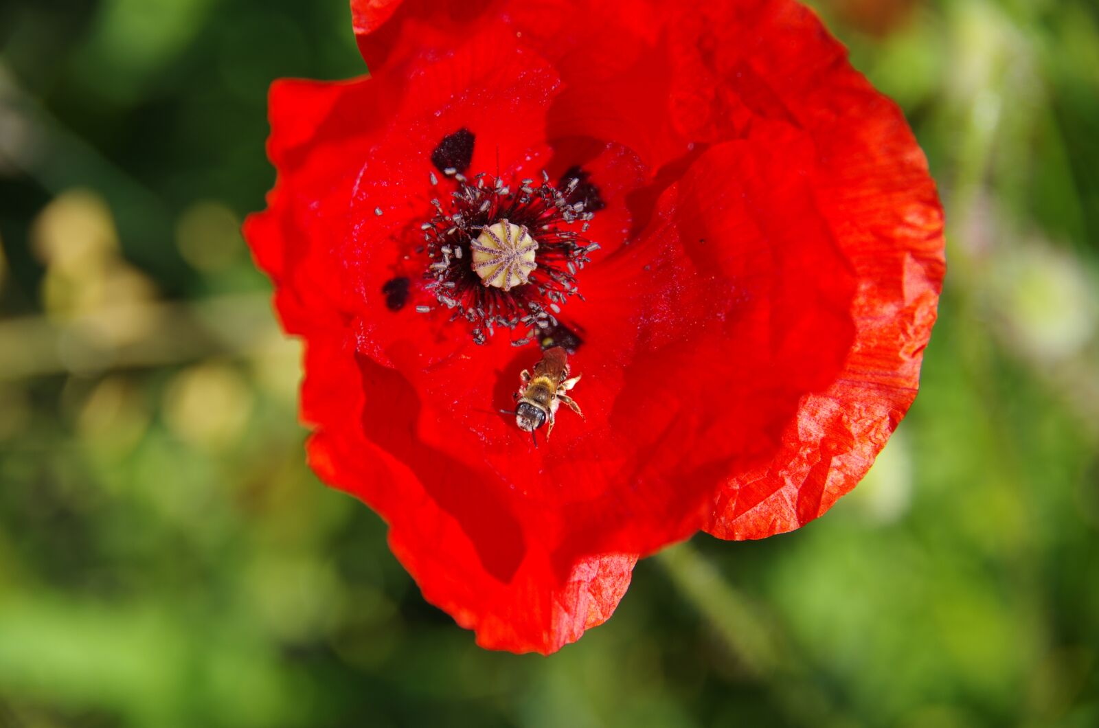 Pentax K-5 sample photo. Poppy, bee, blossom photography