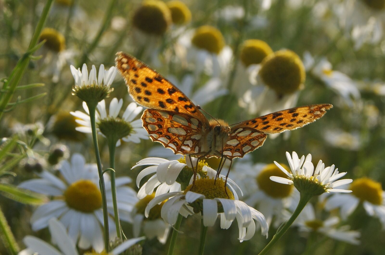 Sony Alpha DSLR-A390 sample photo. Butterfly, insect, macro photography