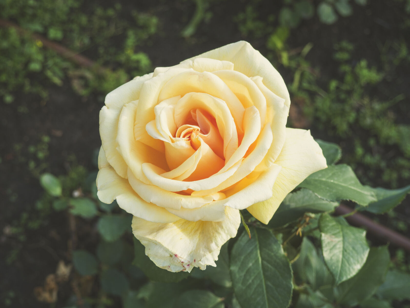 Olympus OM-D E-M10 II sample photo. Bloom, flora, floral, flower photography