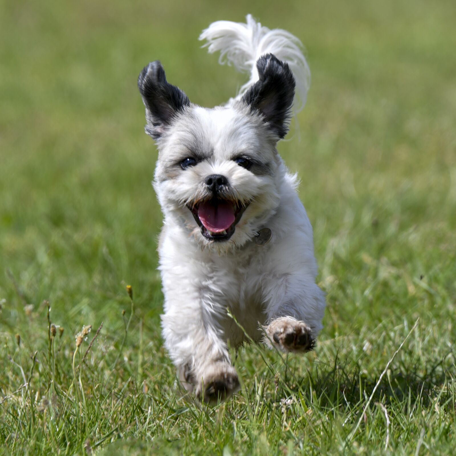 Nikon D500 sample photo. Dog, treatment, play photography