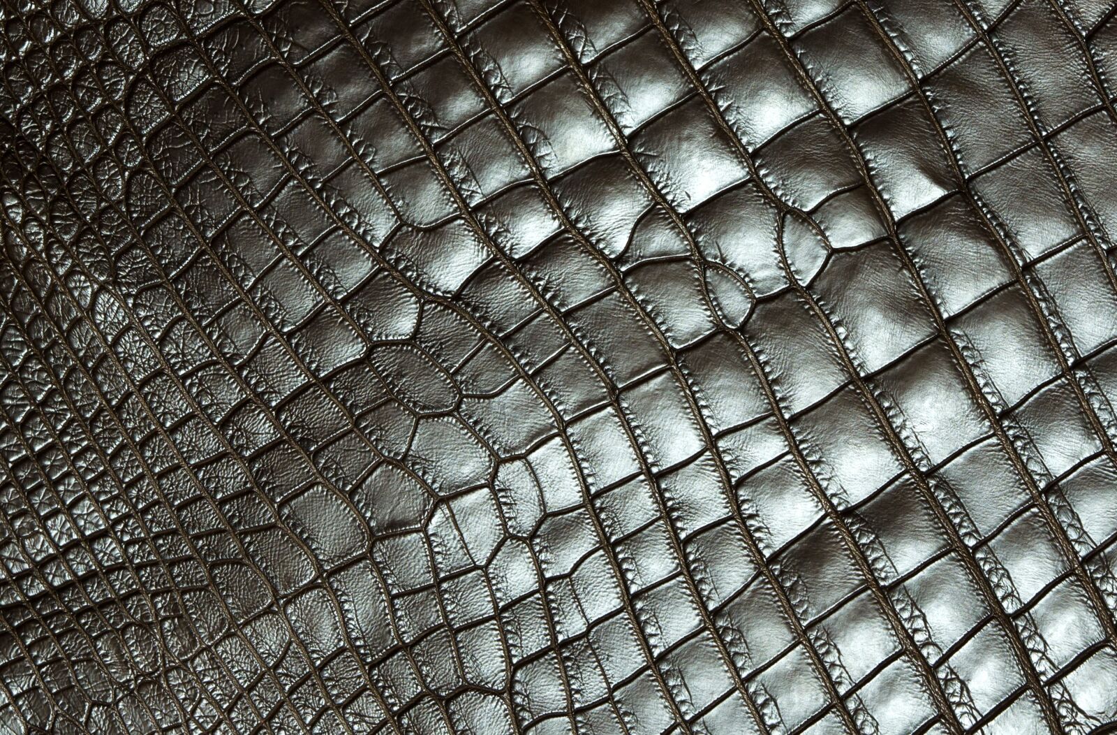 Nikon D700 sample photo. Texture, carapace, reptile photography