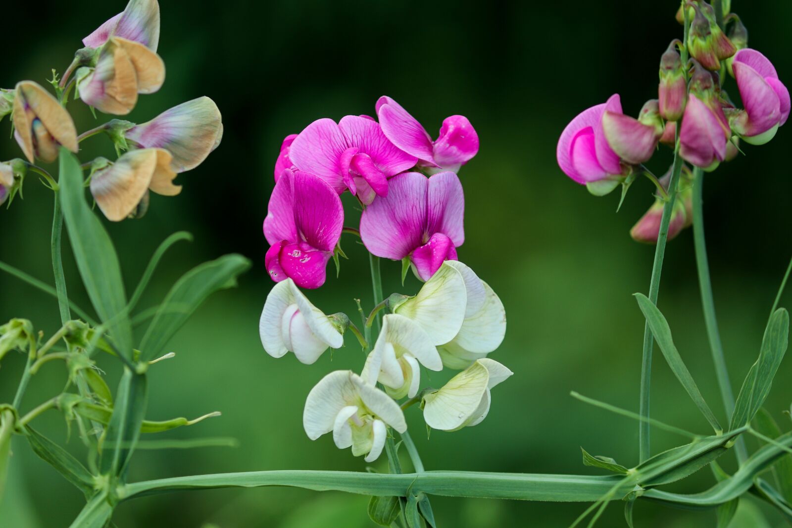 Canon EOS 200D (EOS Rebel SL2 / EOS Kiss X9) sample photo. Lathyrus latifolius, pea, blossom photography