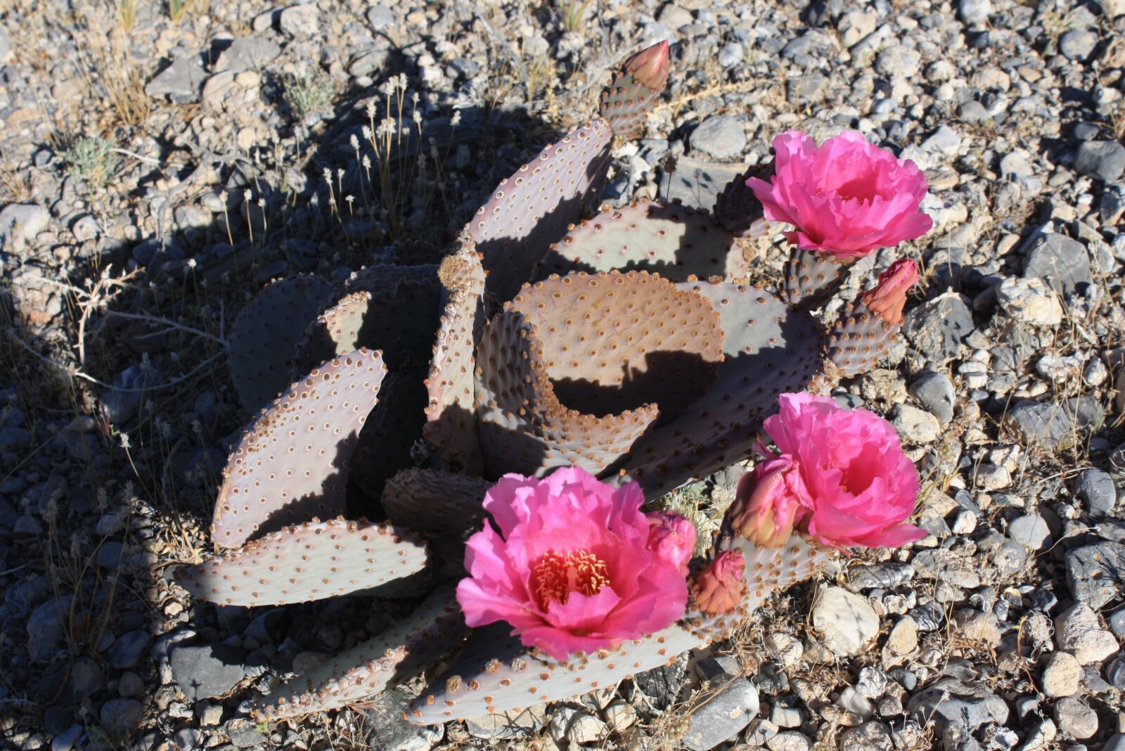 Canon EOS 1000D (EOS Digital Rebel XS / EOS Kiss F) sample photo. Desert, cactus, flower photography