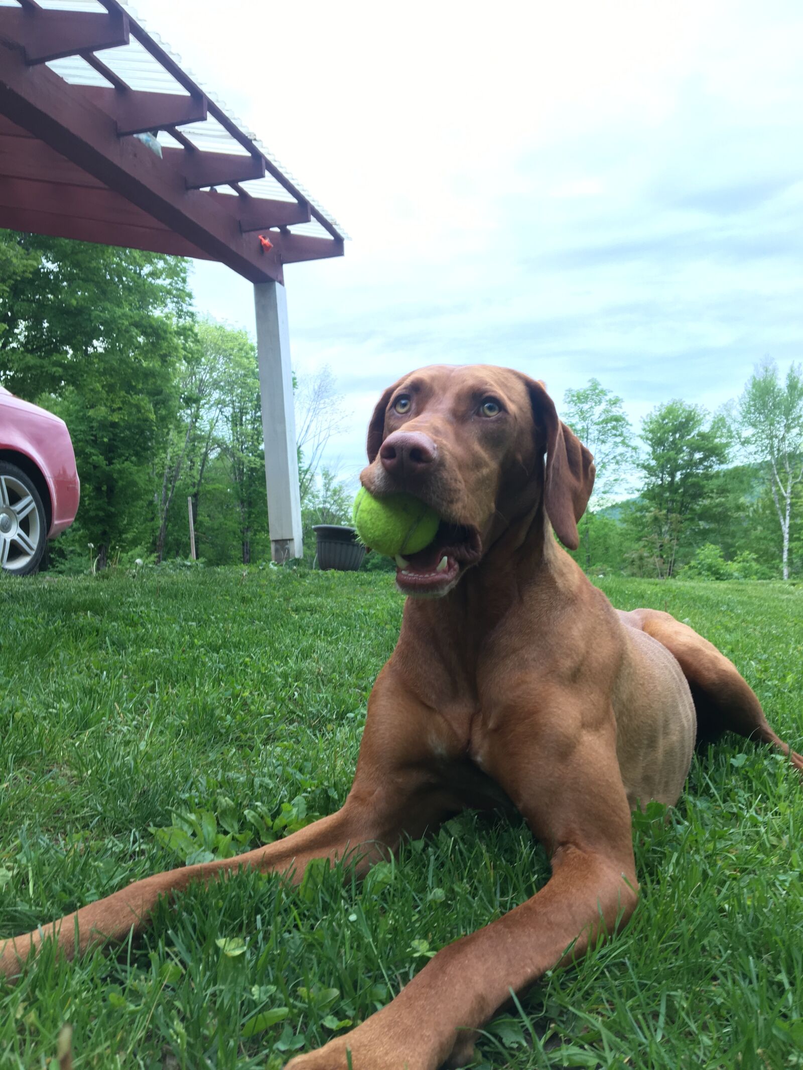 Apple iPhone 6s sample photo. Dog, outside, tennis ball photography