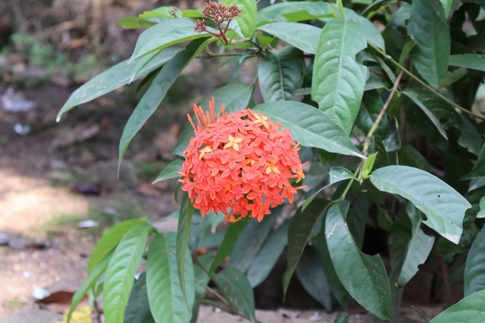 Canon EOS 250D (EOS Rebel SL3 / EOS Kiss X10 / EOS 200D II) sample photo. Kerala, flower, nature photography