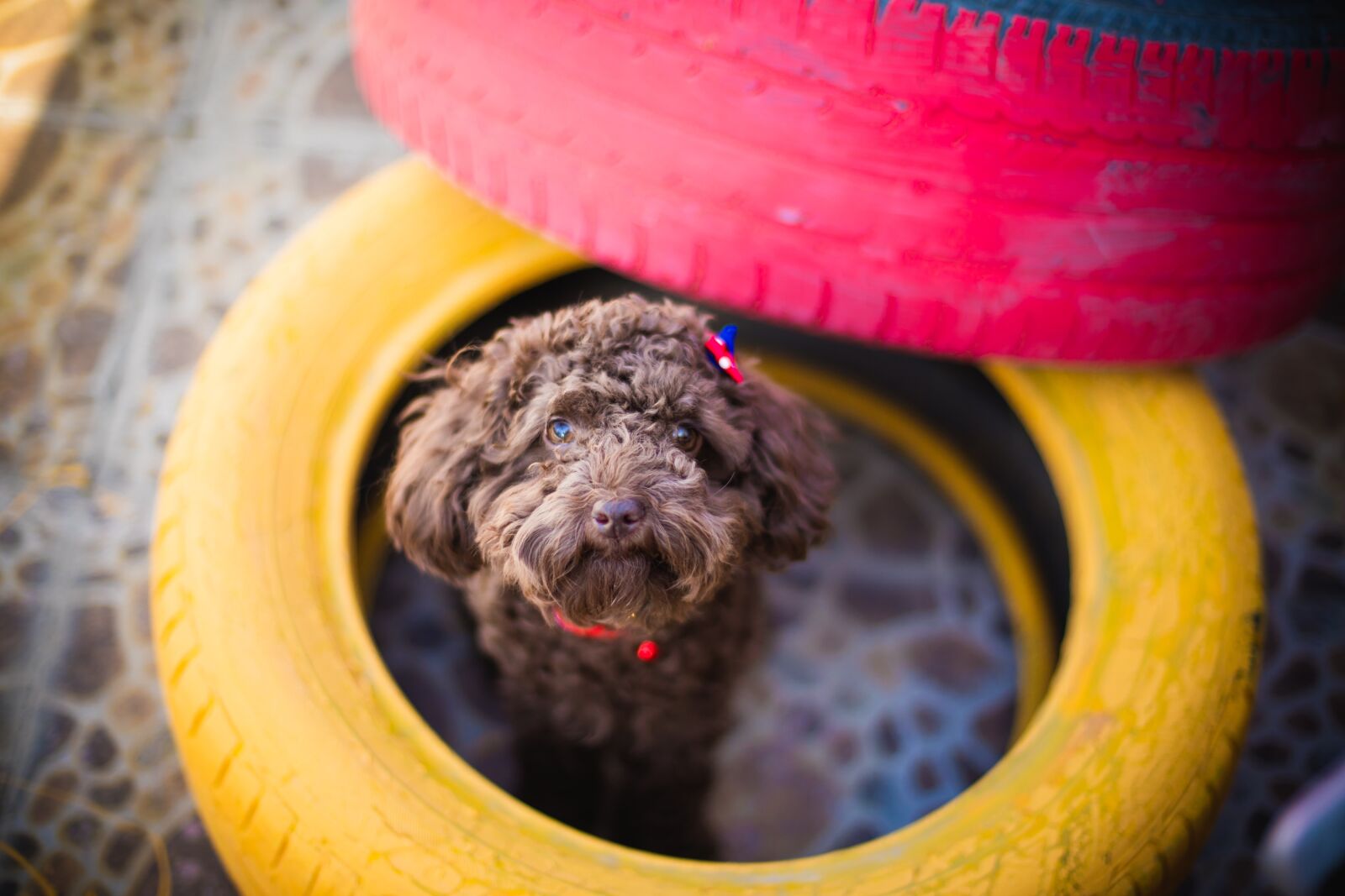 Canon EOS 5DS + Canon EF 50mm F1.4 USM sample photo. Pets, teddy, tire photography