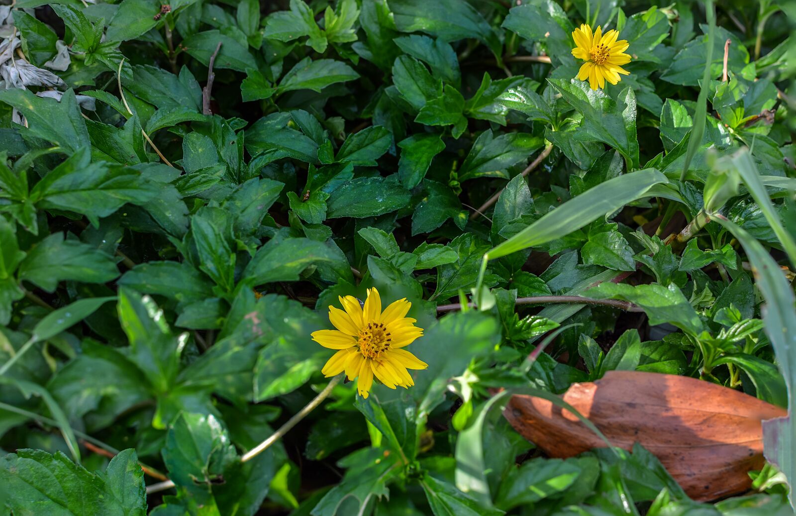 Nikon D3200 sample photo. Sphagneticola trilobata, flower, caribbean photography