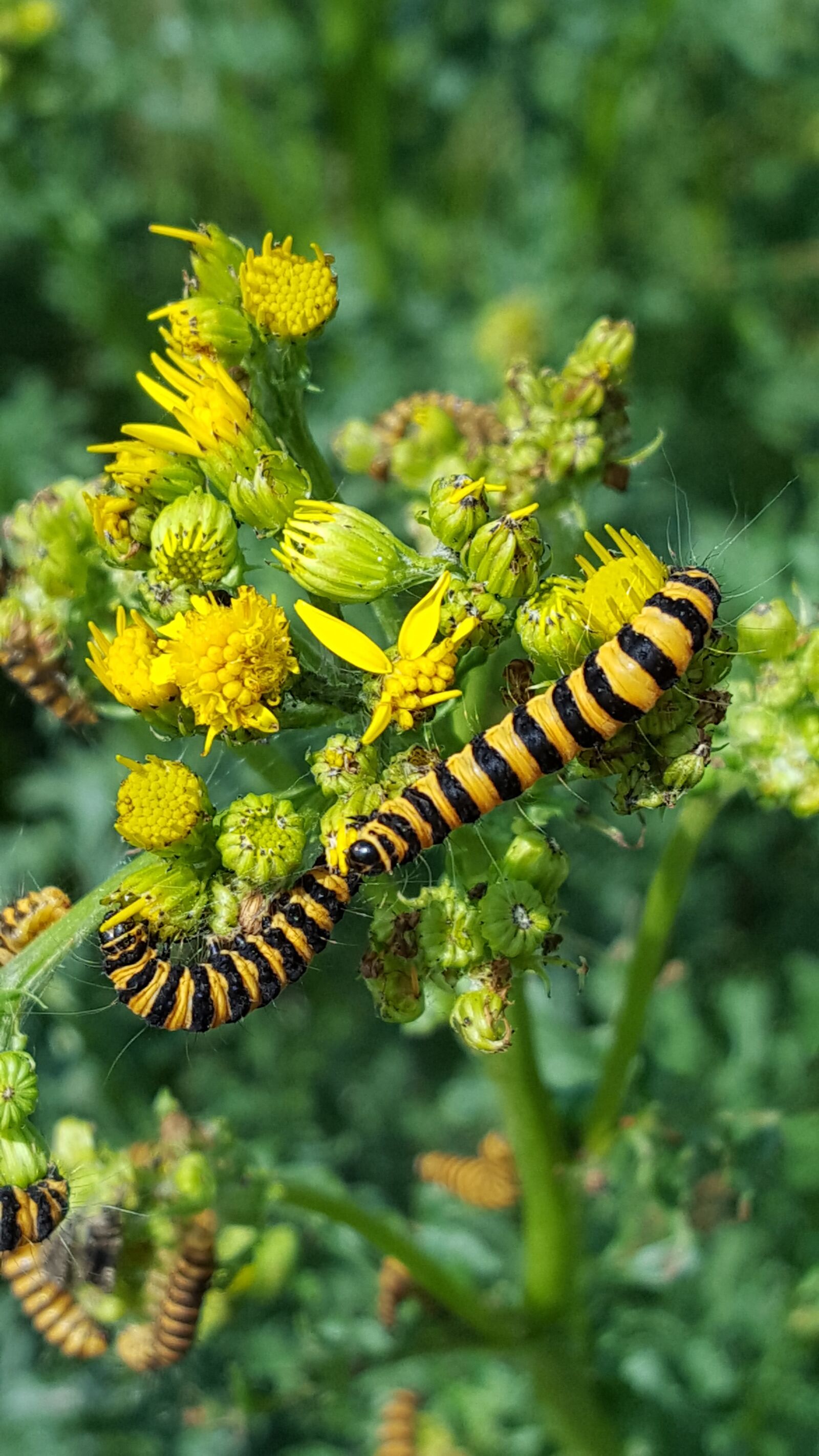 Samsung Galaxy S6 sample photo. Moth, caterpillar, saint photography