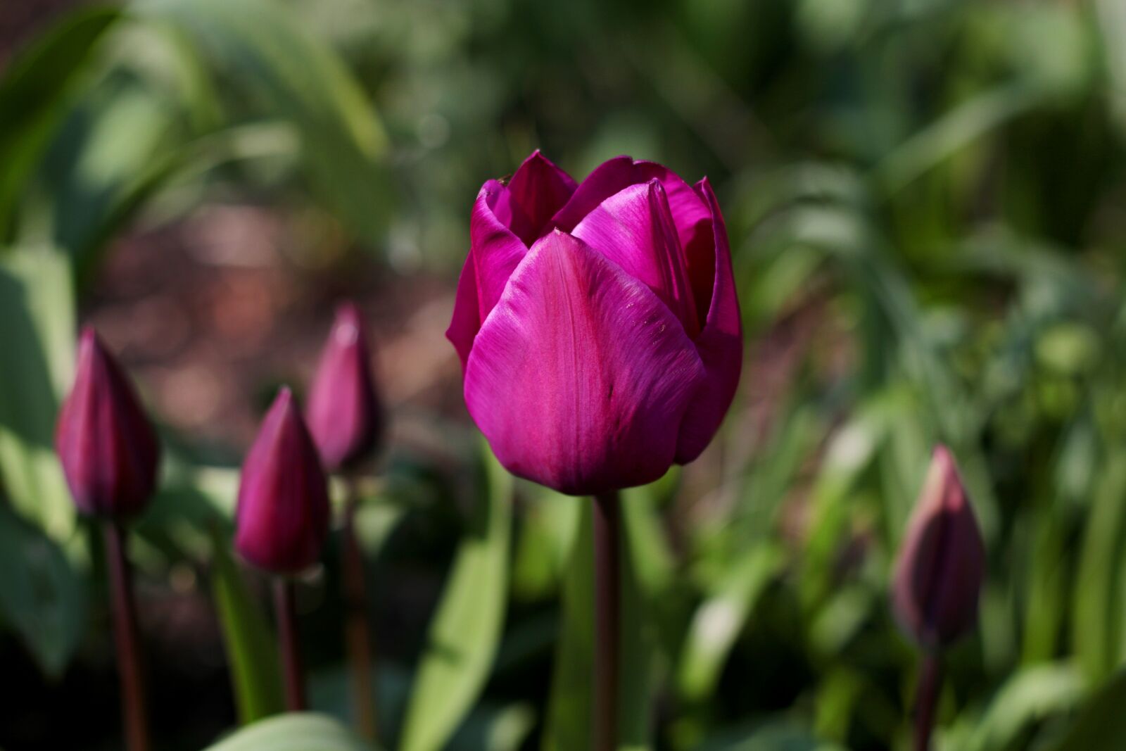 Canon EOS 7D Mark II sample photo. Tulipa triumph purple prince photography