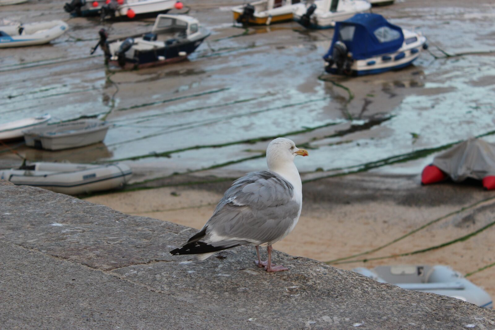 Canon EOS 100D (EOS Rebel SL1 / EOS Kiss X7) sample photo. Bird, sea, gulf photography