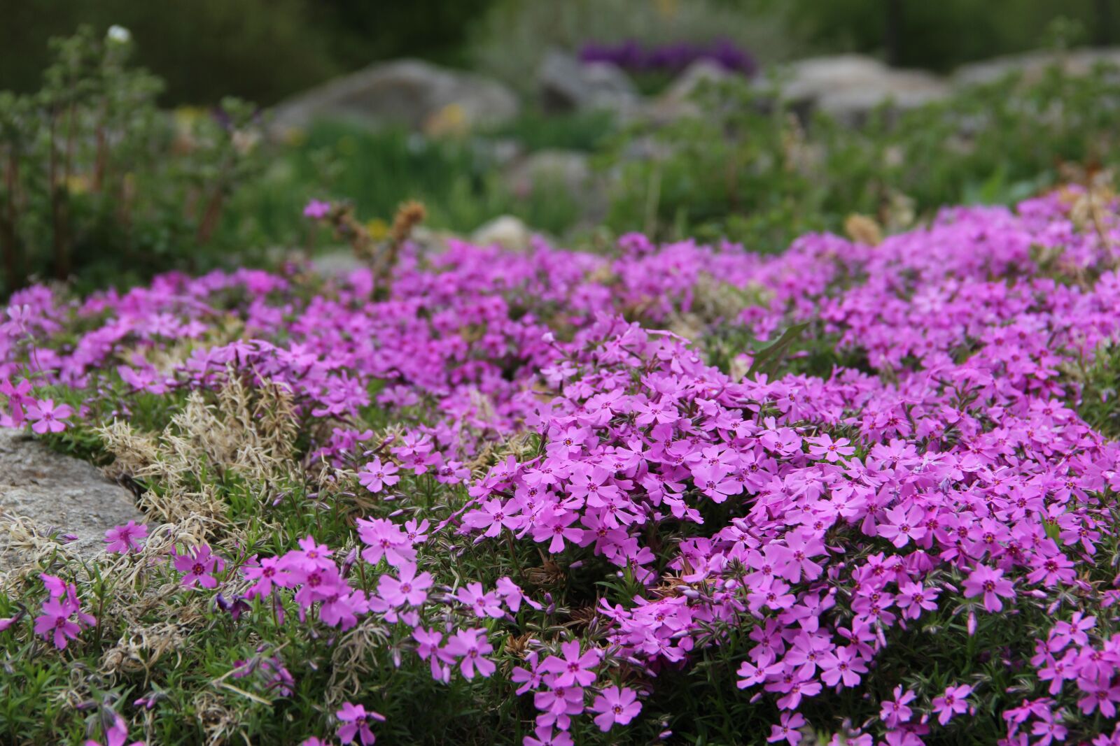 Canon EOS 600D (Rebel EOS T3i / EOS Kiss X5) sample photo. Flowers, mountain photography