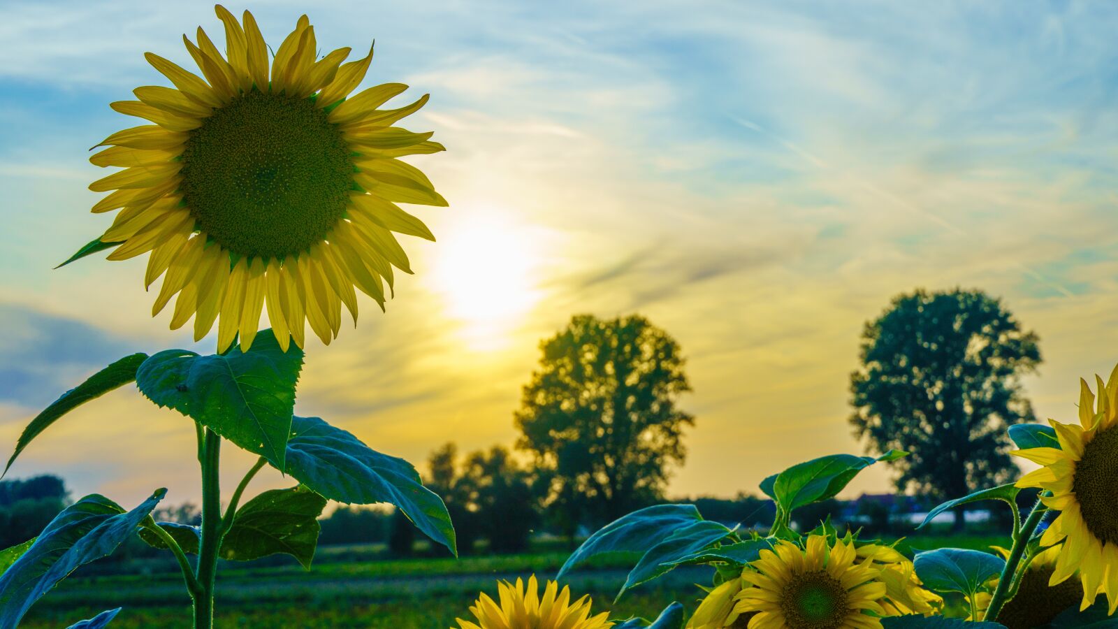 Sony E 18-135mm F3.5-5.6 OSS sample photo. Sunflower, abendstimmung, field photography
