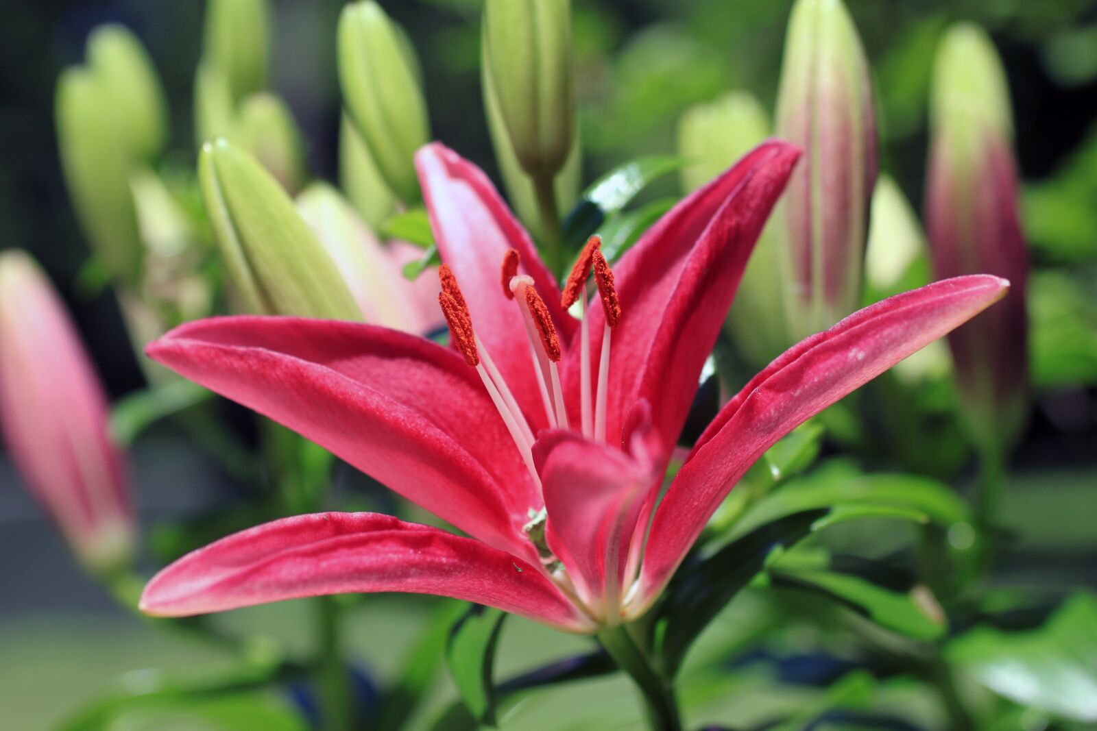 Canon EOS 500D (EOS Rebel T1i / EOS Kiss X3) sample photo. Asiatic, lily, macro photography