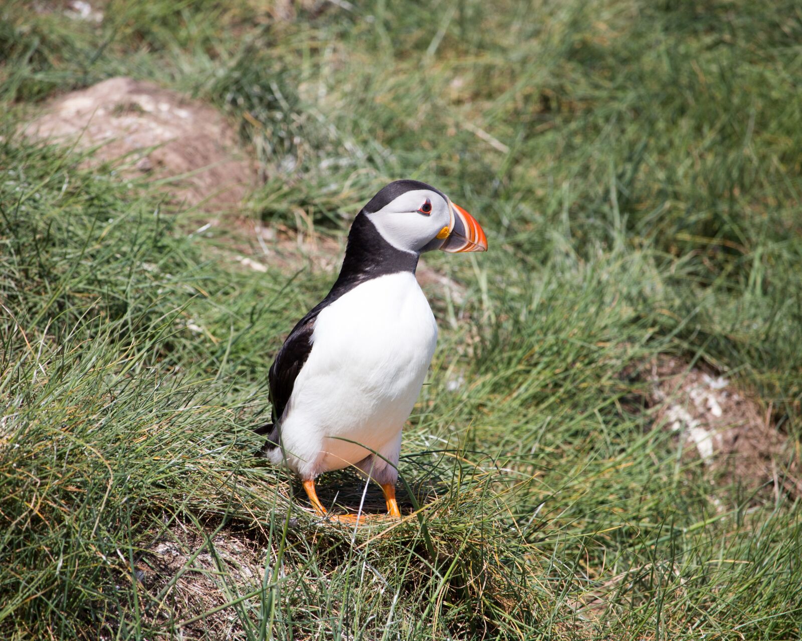 Canon EOS 700D (EOS Rebel T5i / EOS Kiss X7i) sample photo. Puffin, grass, nesting photography