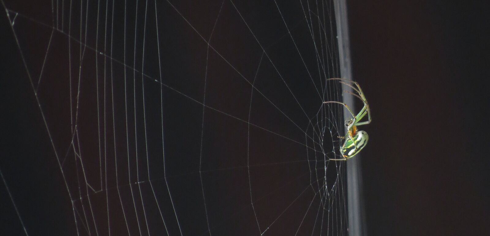 Canon PowerShot SX50 HS sample photo. Nature, insect, spider photography