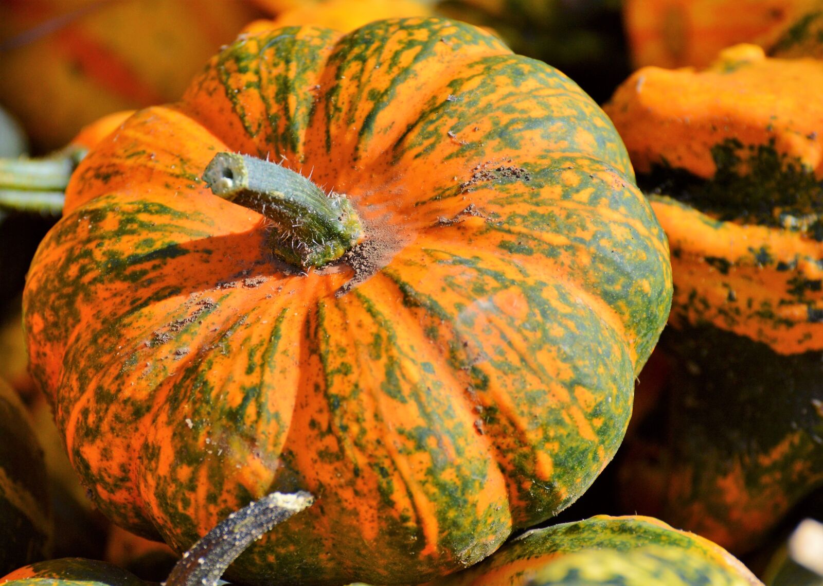Nikon D3200 sample photo. Pumpkin, fruit, orange photography