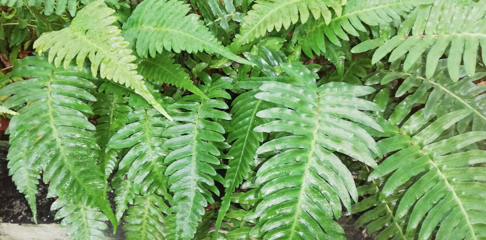 HUAWEI P20 lite sample photo. Plant, fern, nature photography