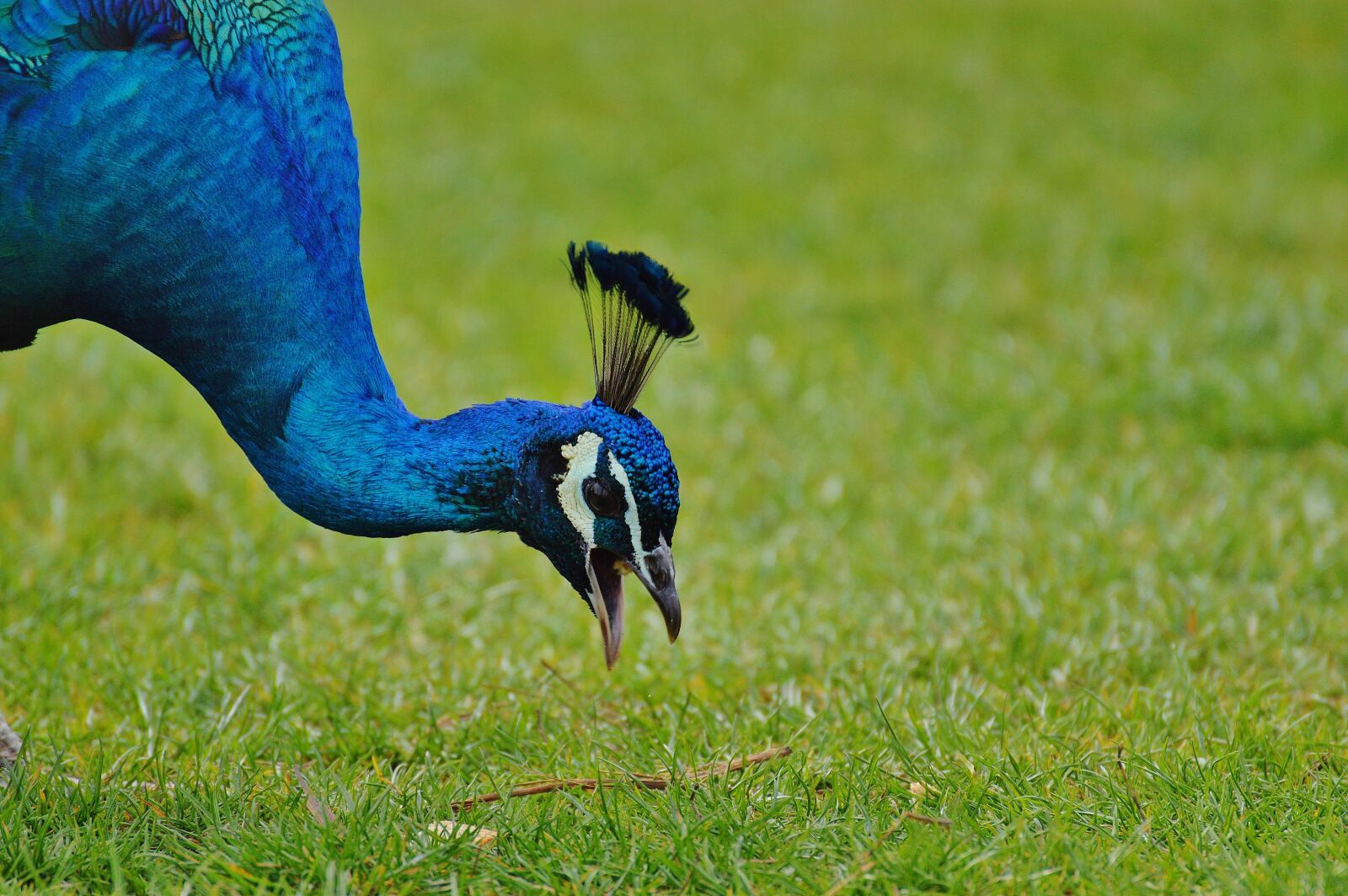 Nikon D3200 sample photo. Peacock, bird, poultry photography