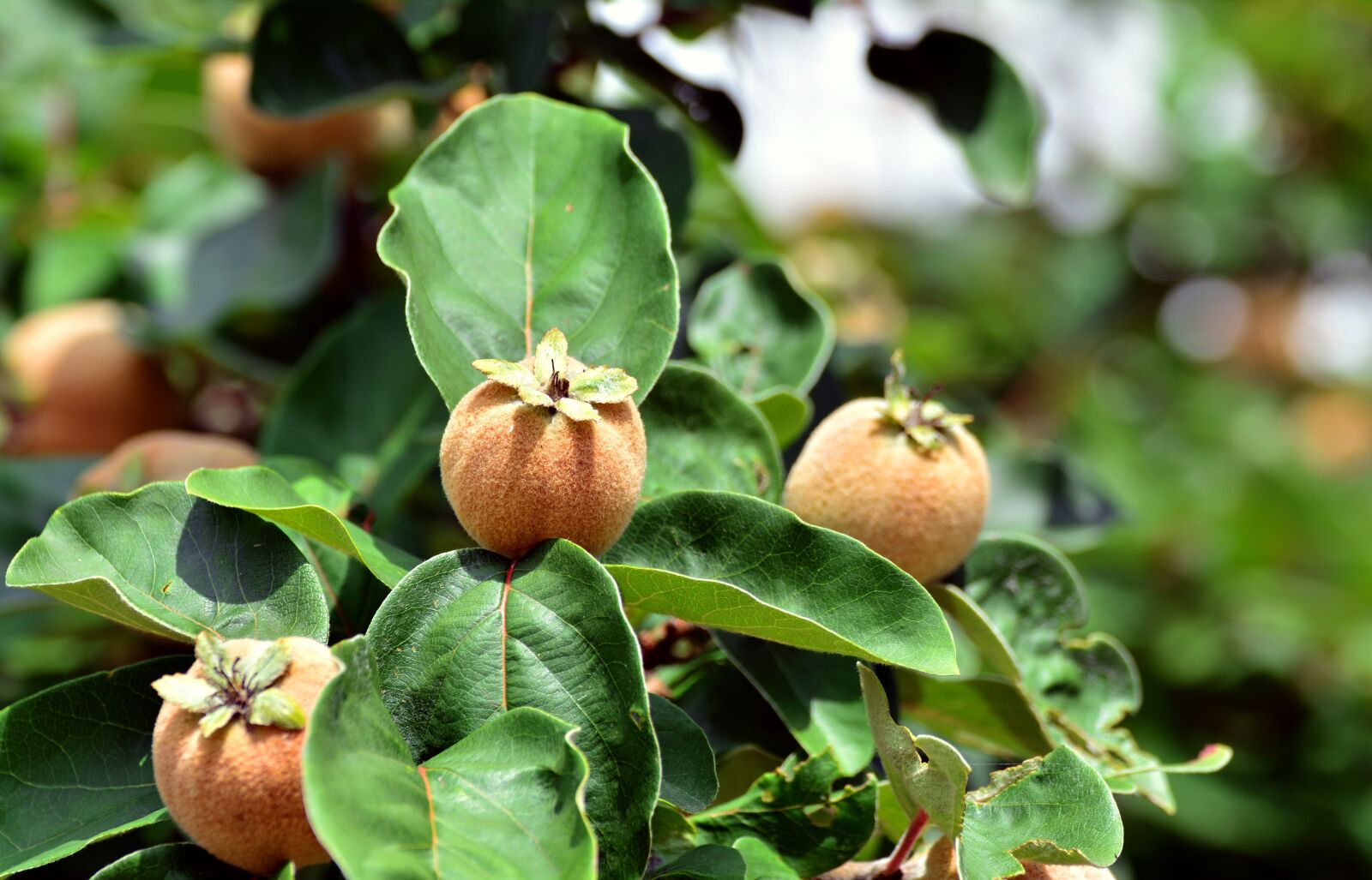 Nikon D5200 sample photo. Quince, fruits, quittenbaum photography