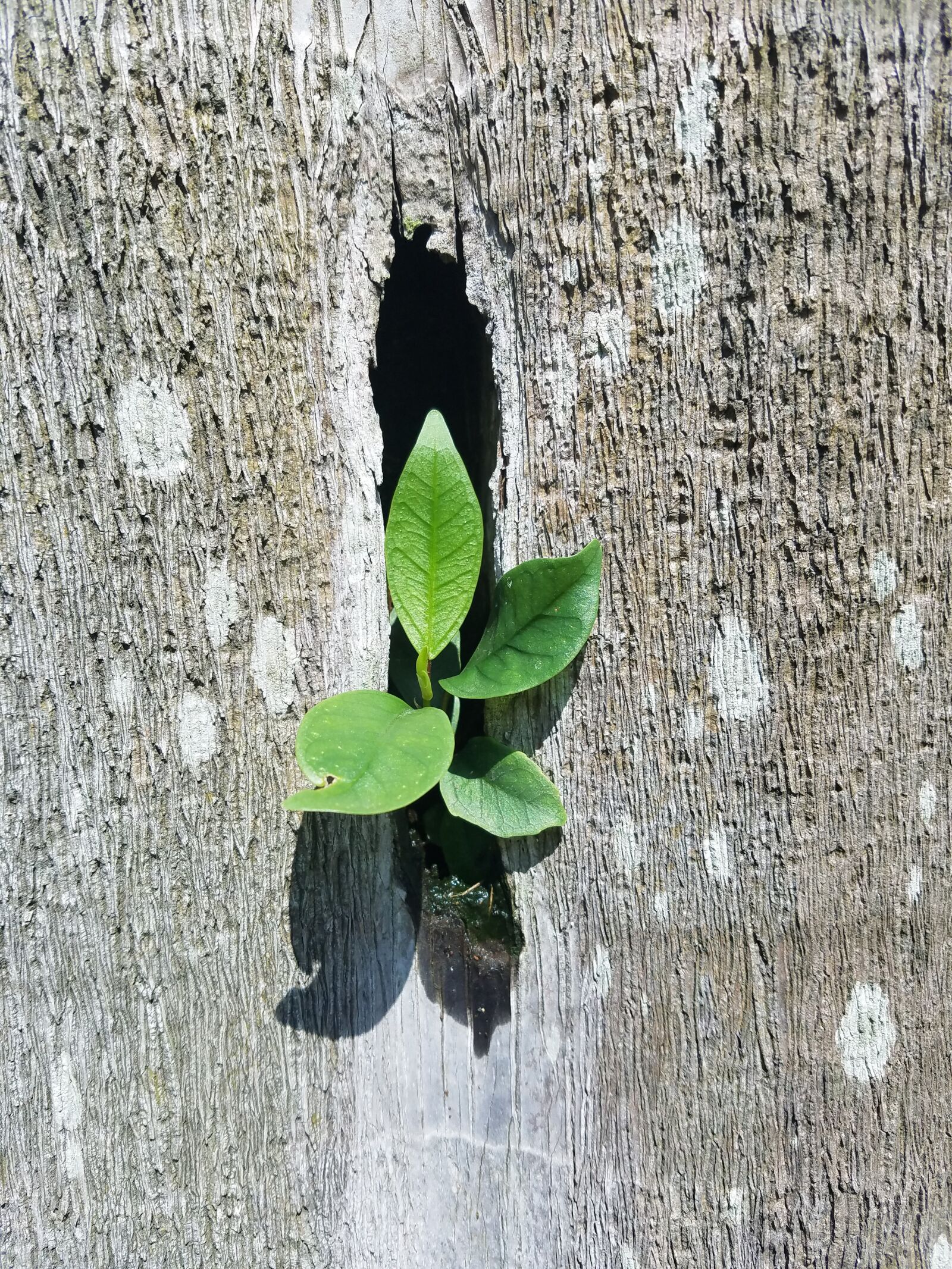 Samsung Galaxy S7 Edge sample photo. Sprout, hollow, spring photography