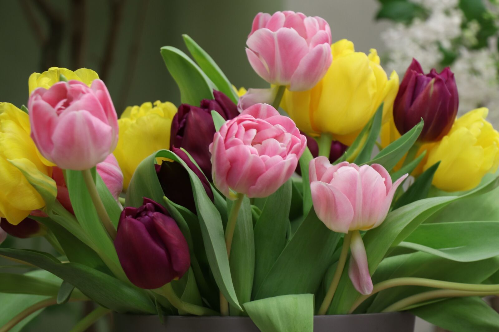 Canon EOS 77D (EOS 9000D / EOS 770D) sample photo. Tulips, tulip, colorful photography
