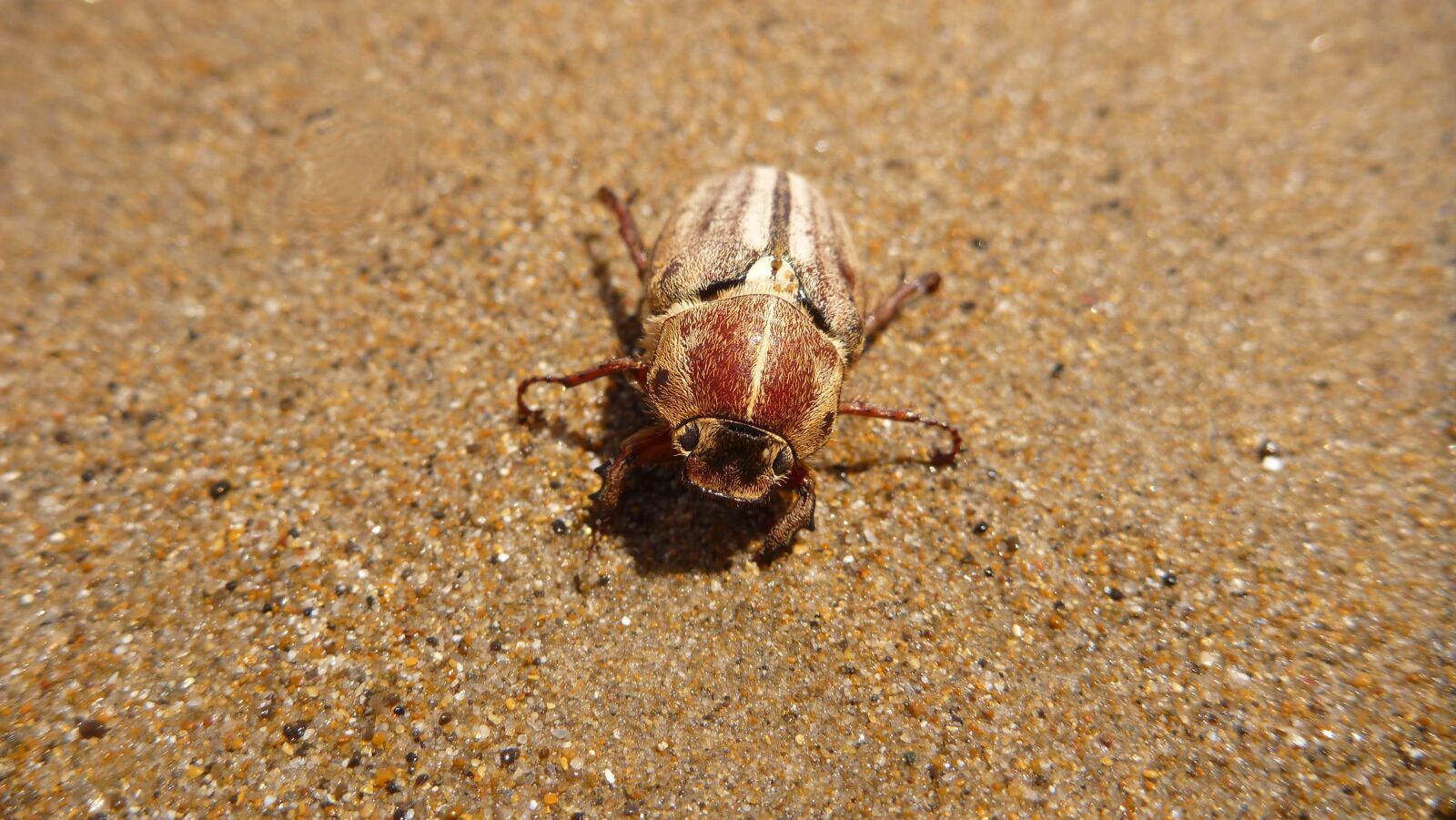 Panasonic DMC-FT2 sample photo. Maybug, beetle, beach photography