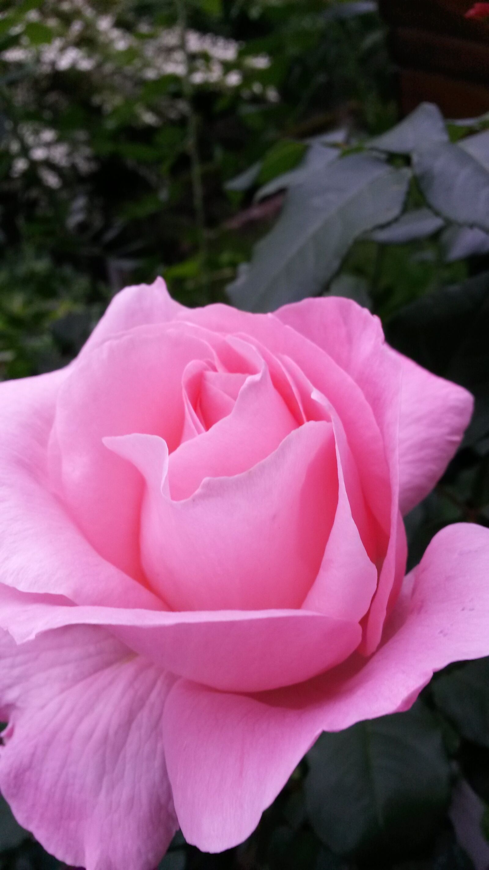 Samsung Galaxy S4 Mini sample photo. Flower, plant, rose photography